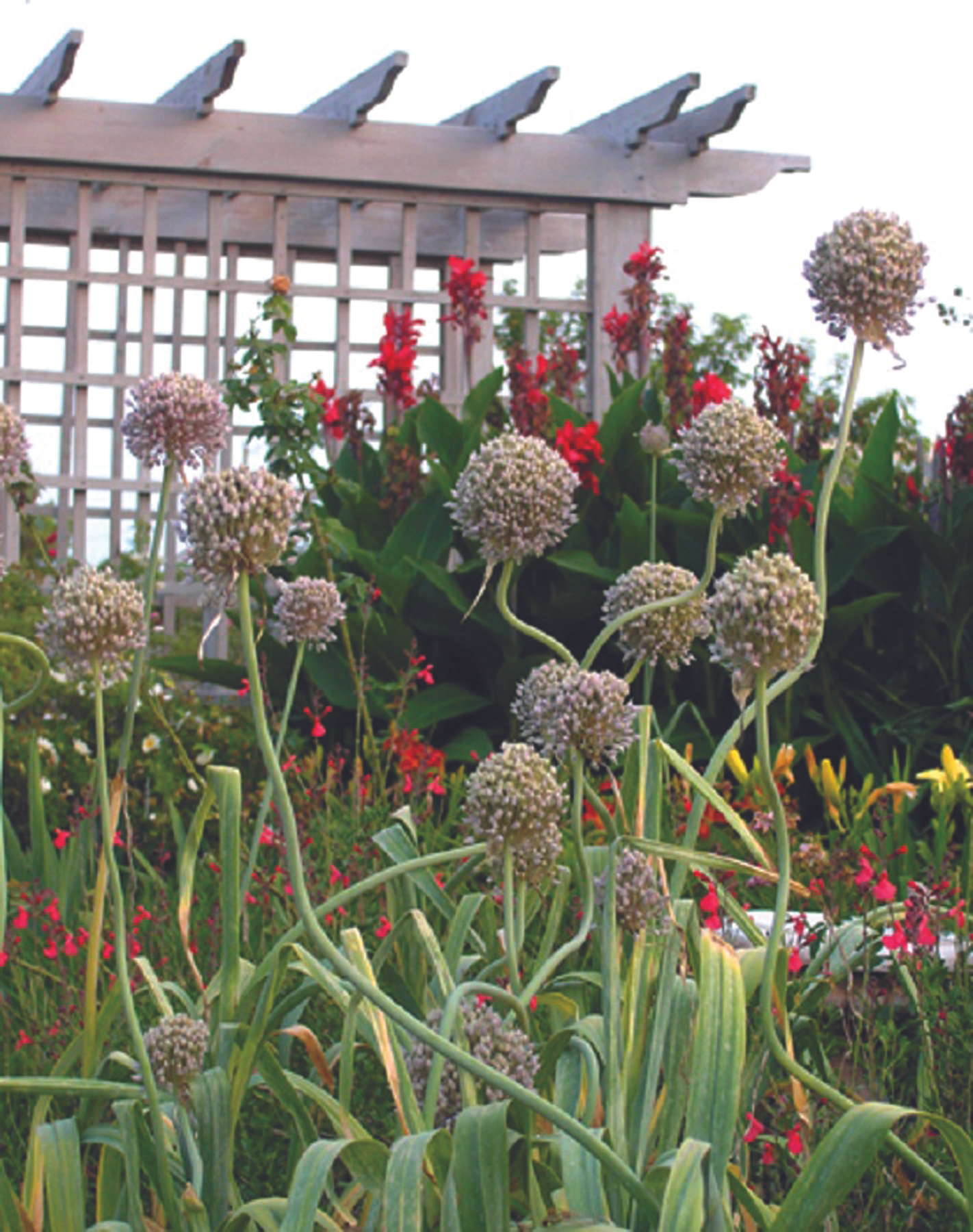 Calling Plants by the Wrong Name