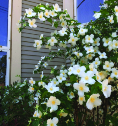 Felder’s Old-Fashioned Flowers