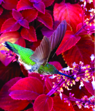 Felder’s Gardening Myths