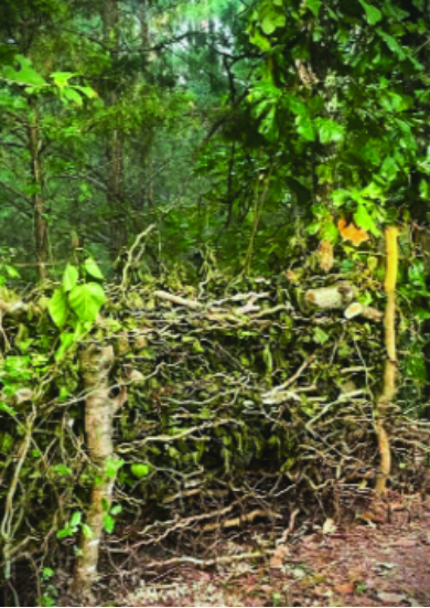 Felder’s Weed Removal