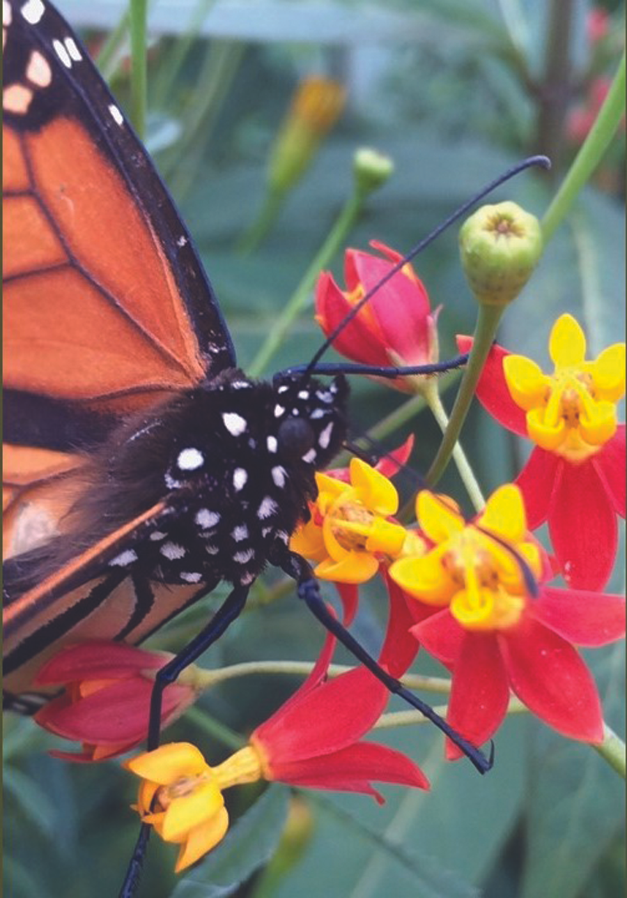 Felder’s Monarch Butterflies