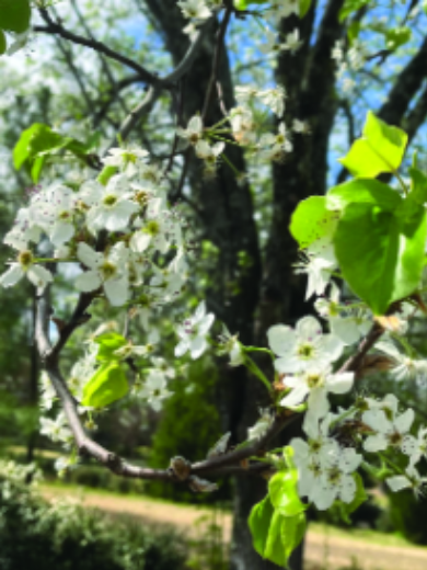 Felder’s Fruit Trees