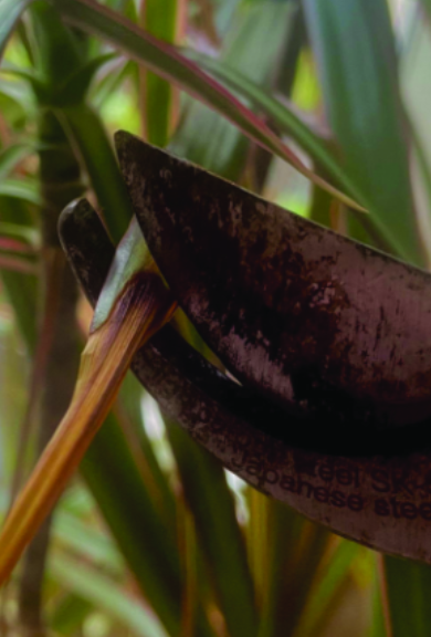 Felder’s Indoor Plants: Mid-Winter Maintenance Tips