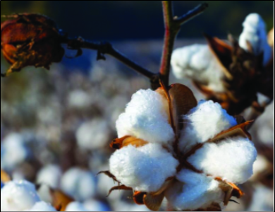 Agriculture Still Important For Mississippi’s Economic Success