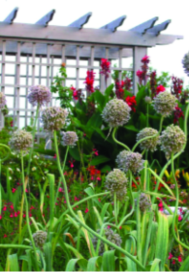 Felder’s Flower Bulbs