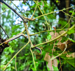 Outbreak of Variable Oak Leaf Caterpillar & Hypoxylon Canker Threatens Central Mississippi Oaks