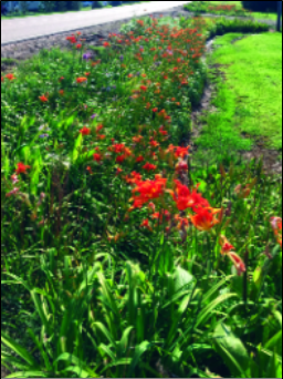 Let Us Now Consider the Lilies additional image