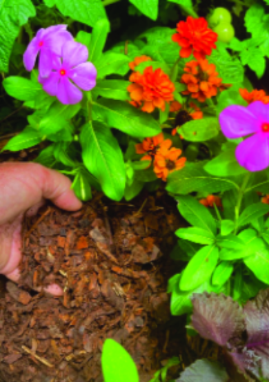 Felder’s Mulch Tips