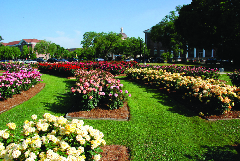 Visit Hattiesburg for World-Class Roses & Fried Chicken