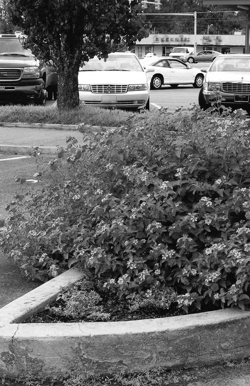 Felder's Heat Survivors