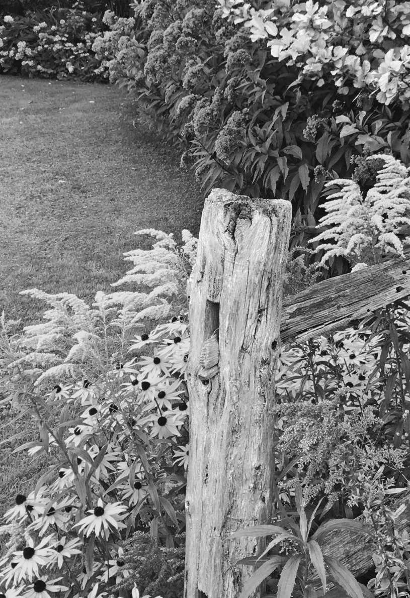 Felder's Native Myth