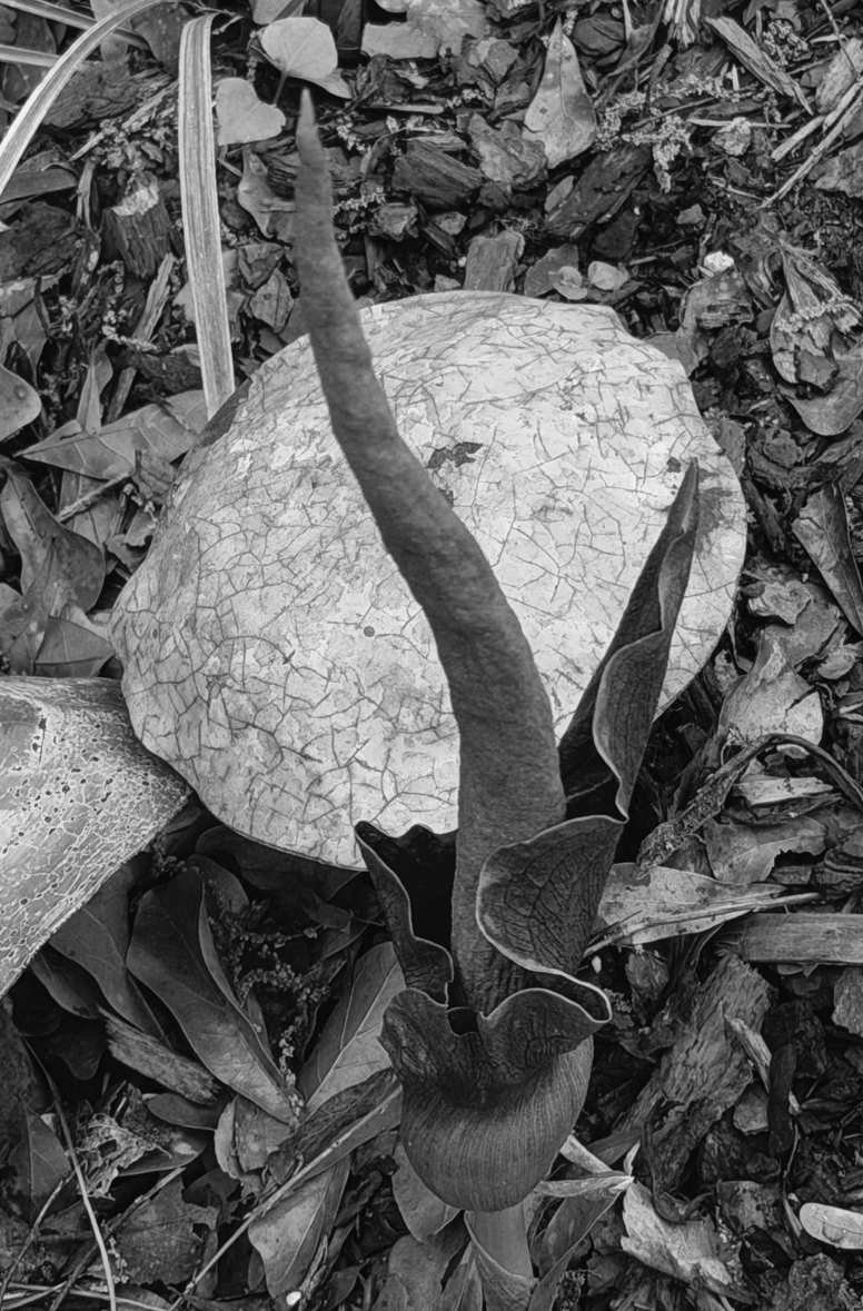 Felder's Funky Blooms