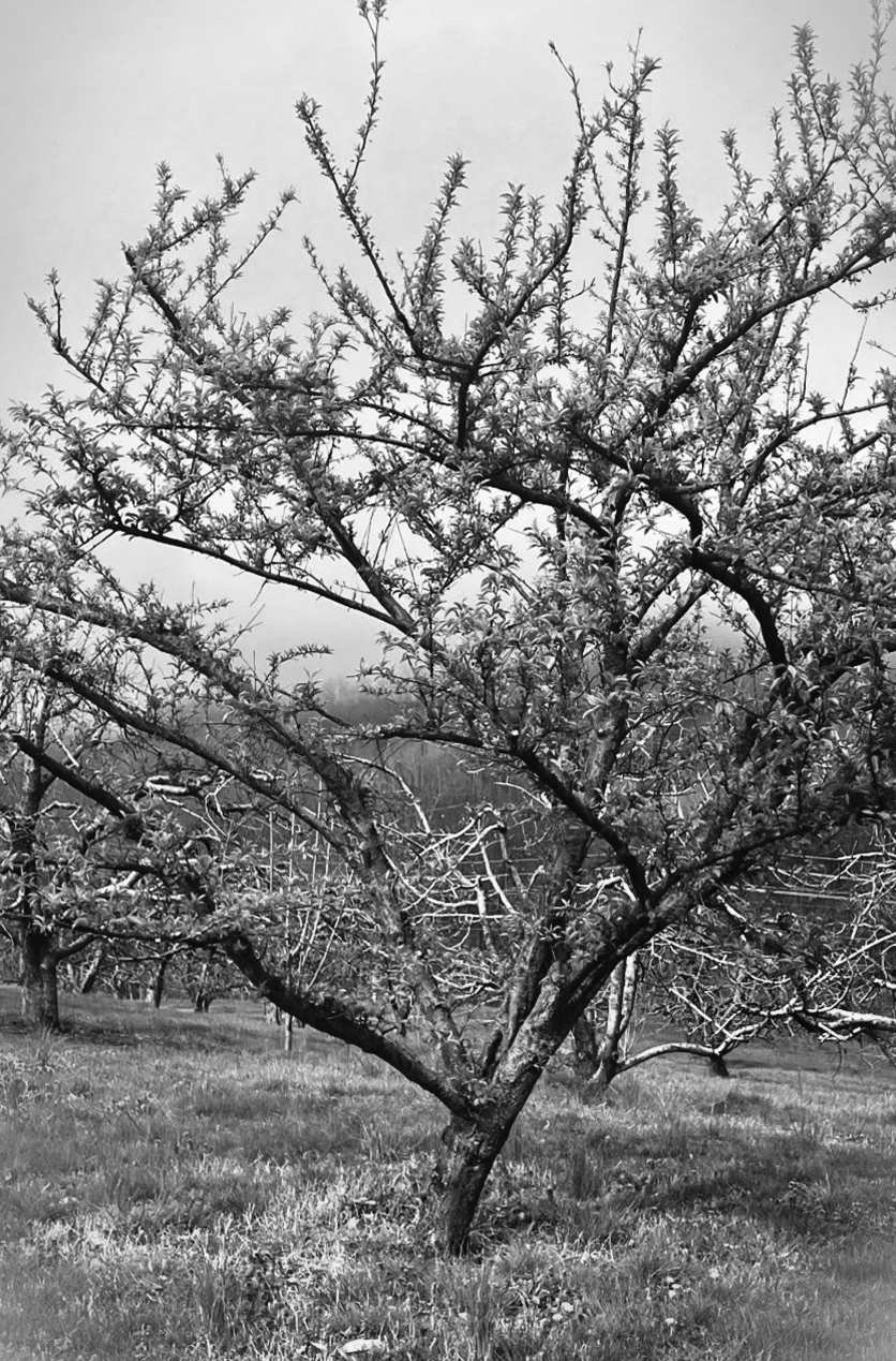 Felder's Bold Pruning