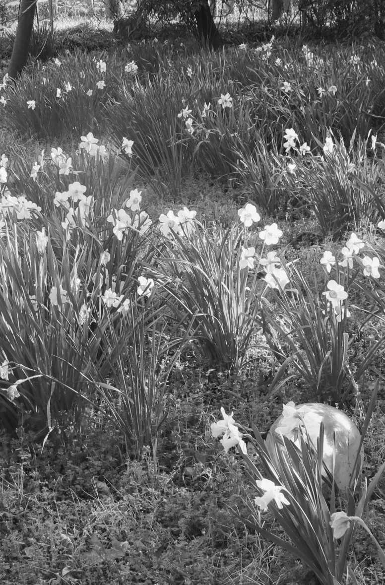 Felder's Bulb Wisdom