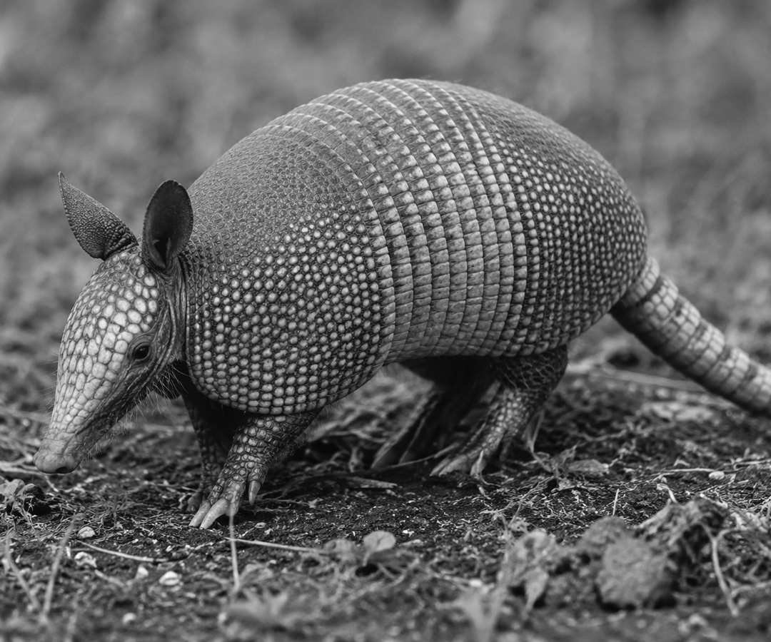 Twists & Turns: Elroy, the Annoying Yard & Garden Pest
