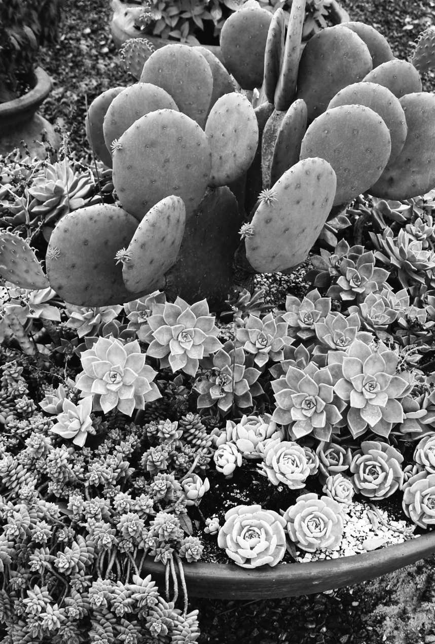Felder's Prickly Paradise