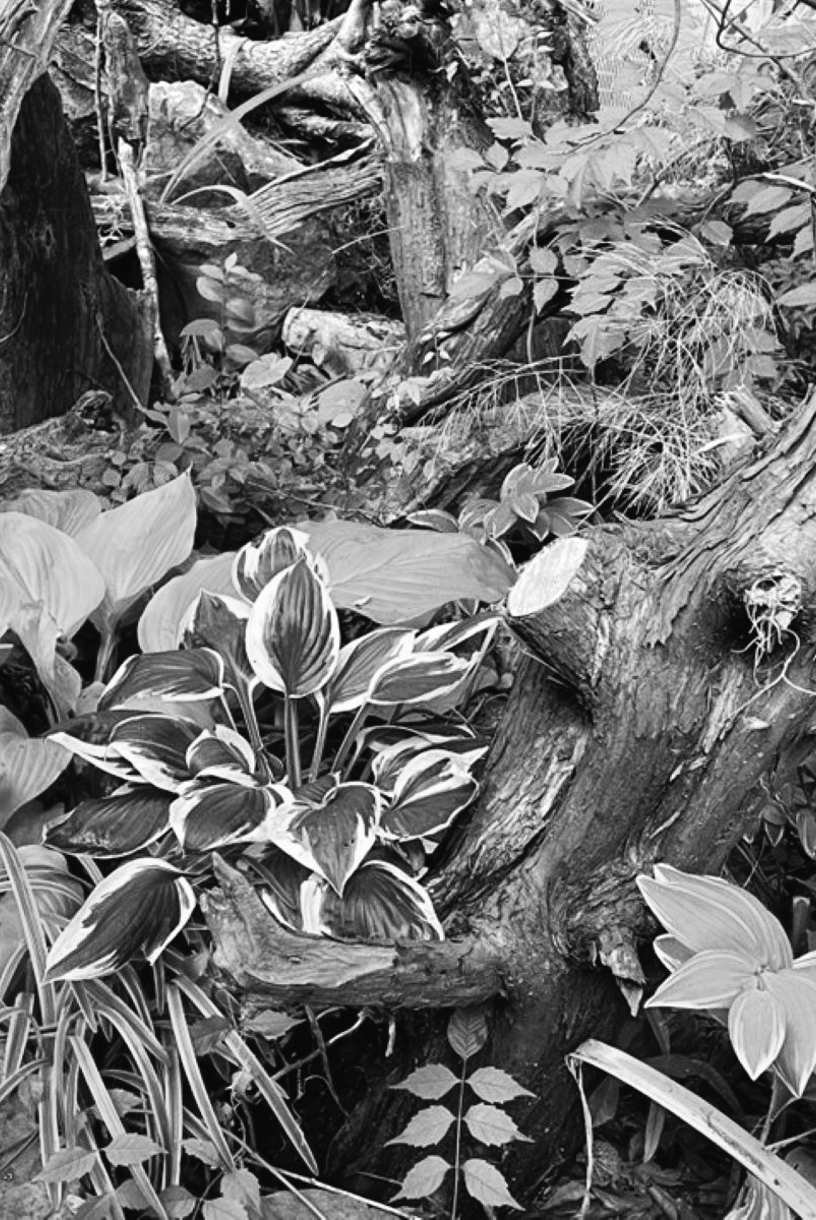 Felder's Garden Debris