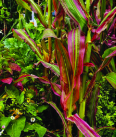 Felder’s Ornamental Grasses