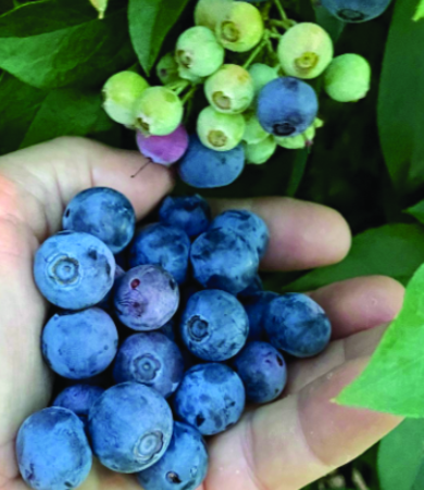 Felder’s Mississippi Berry