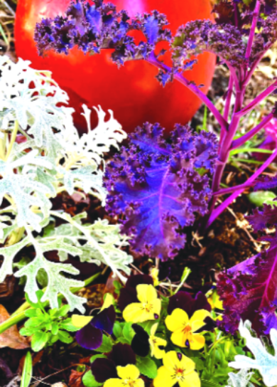 Felder’s Winter Flowers