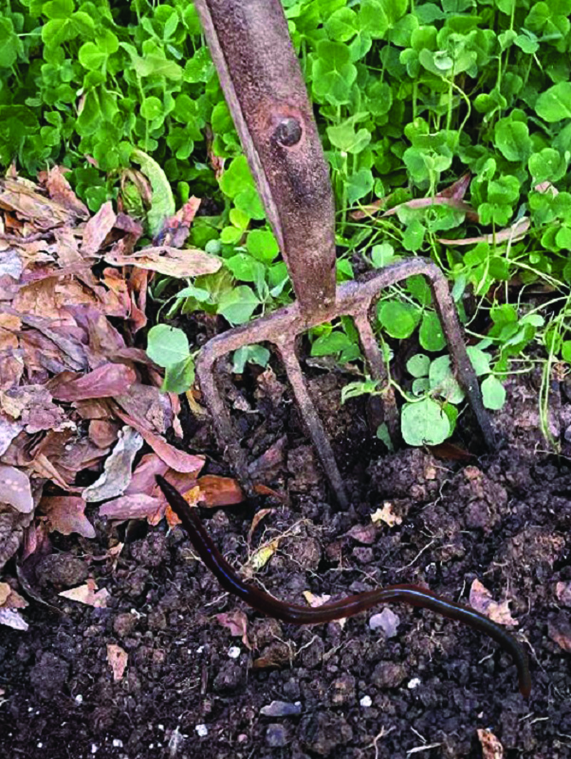 “Smart or Lazy?” Gardening