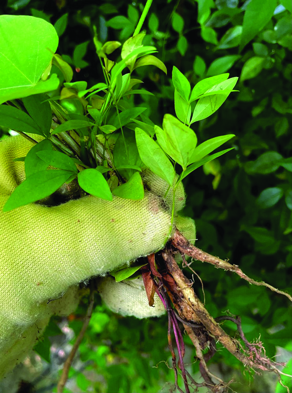 Stress Free Gardening