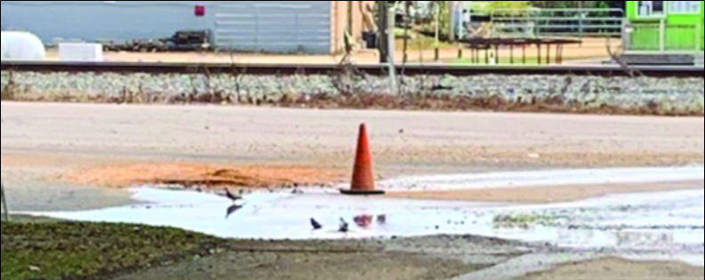 Greatest Bird Bath This Side of the Mississippi River