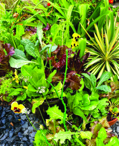 Felder’s Winter Salad Greens