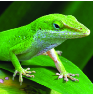 Felder’s Unwanted House Guests