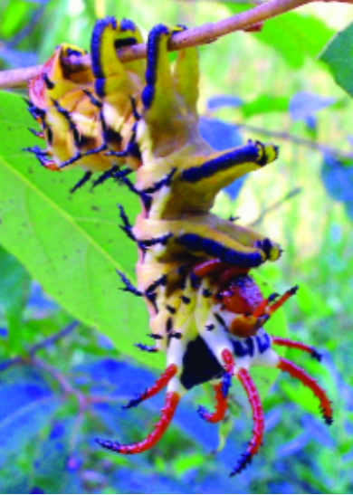 Felder’s Insect Visitor