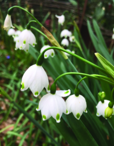 Felder’s Snowdrops