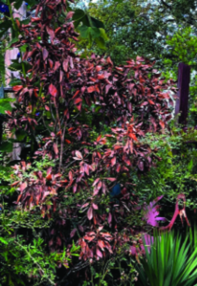 Felder’s Smart Watering