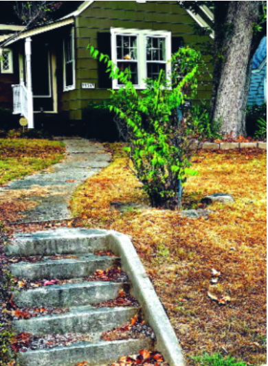 Felder’s Lawn Rescue