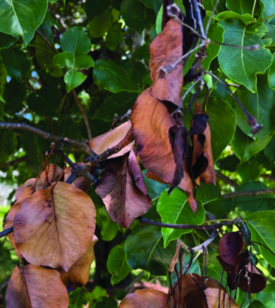 Felder’s Fungicides