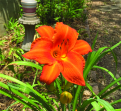 Let Us Now Consider the Lilies