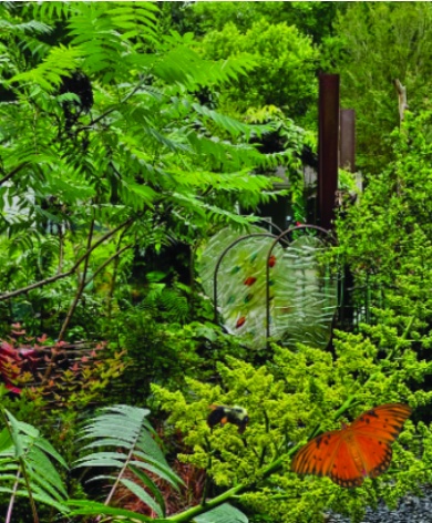 Felder's Sumac Plant