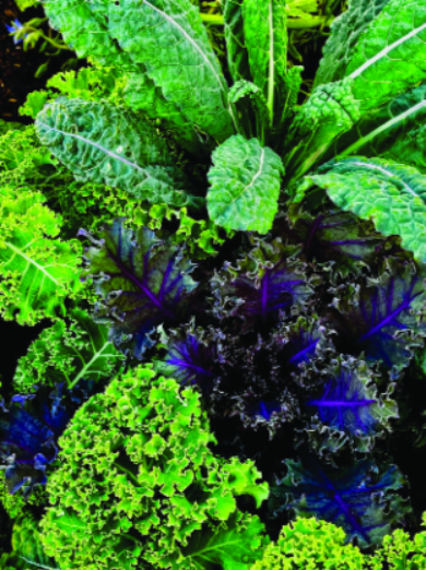 Felder’s Colorful Kale