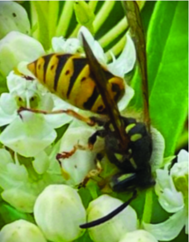 Felder’s Pollinators