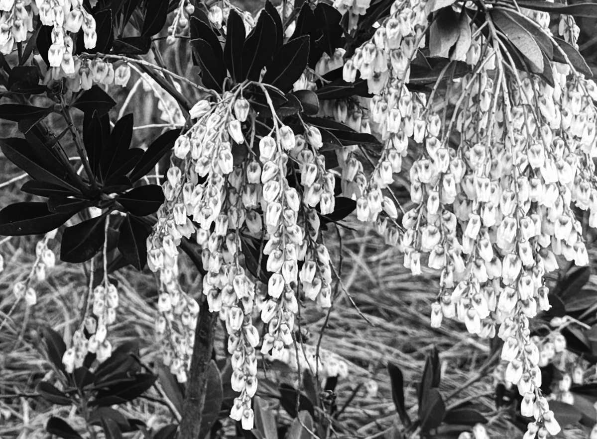 Evergreen Shrub Temple Bells Shines in the Spring