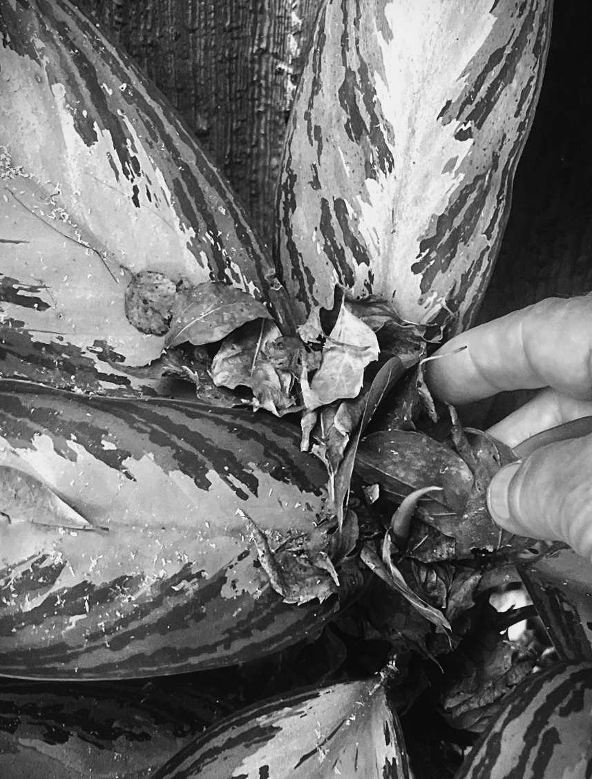 Felder's Fall Jungle