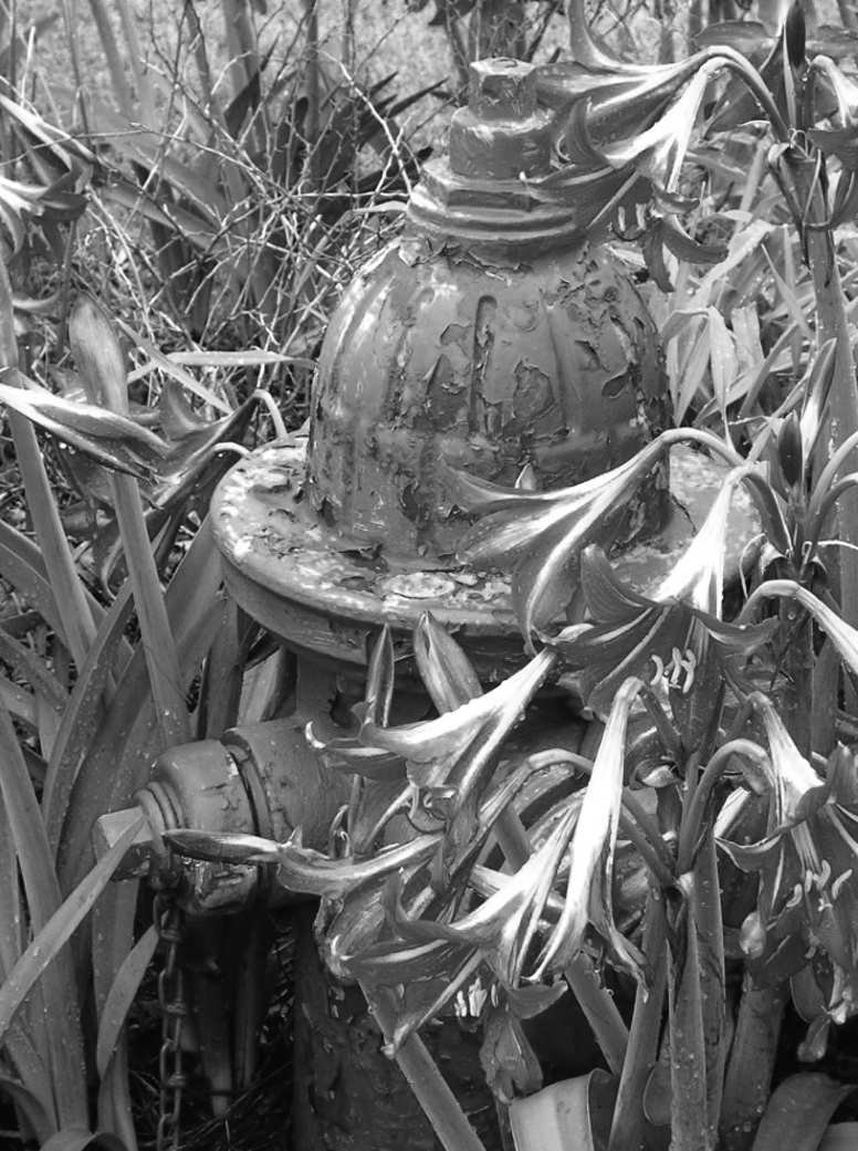 Felder's Doomed Blooms