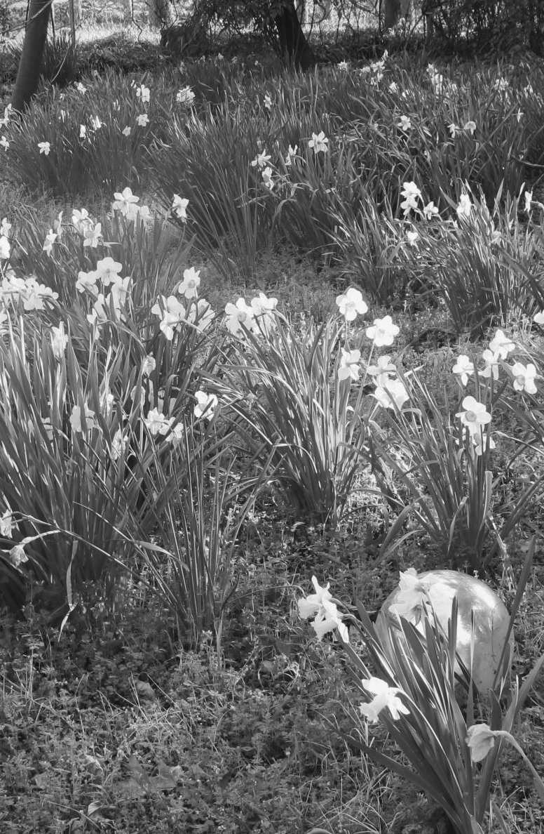 Felder's Bulb Wisdom