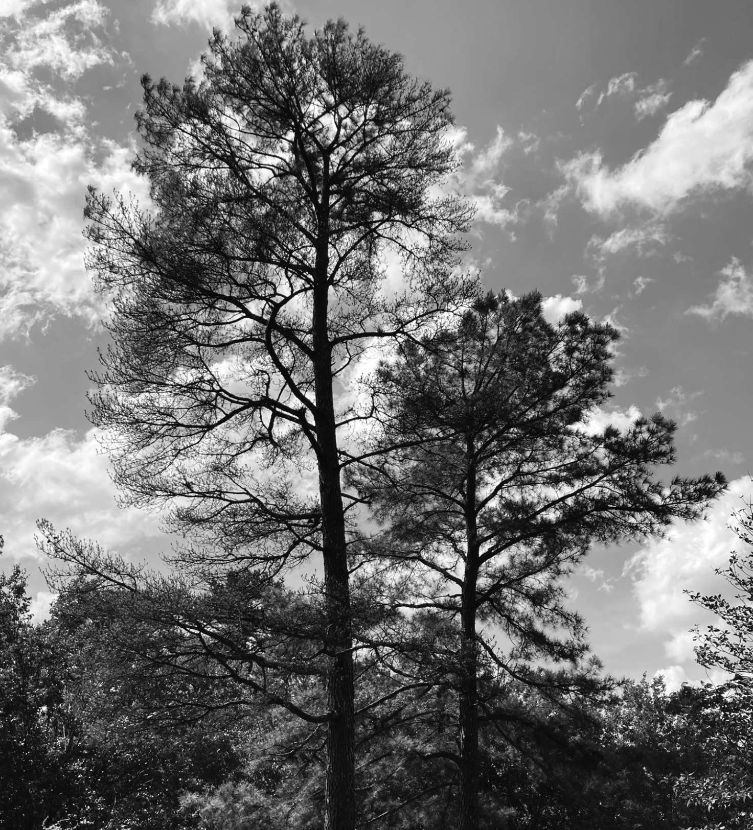 Brown Spot Needle Blight Affecting Mississippi Pine Trees