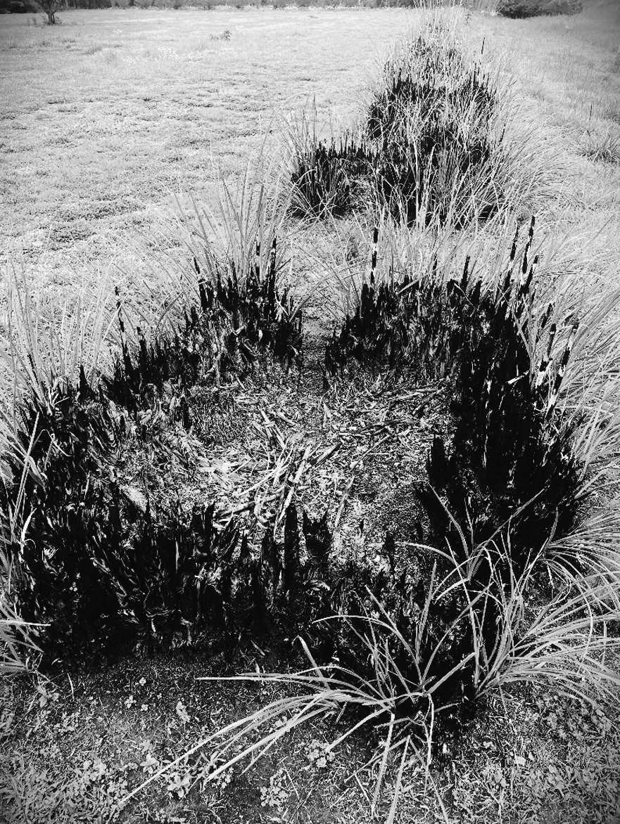 Felder's Garden Truths