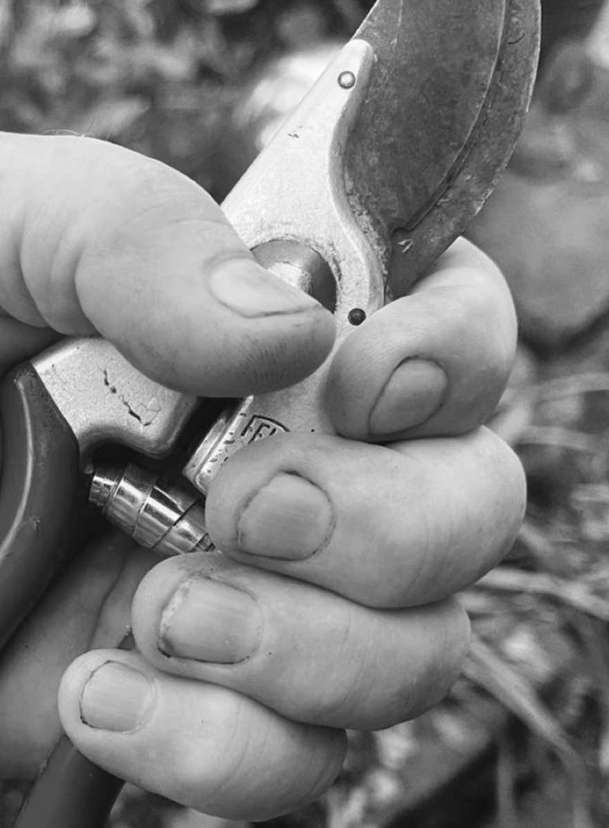 Felder's Summer Shears