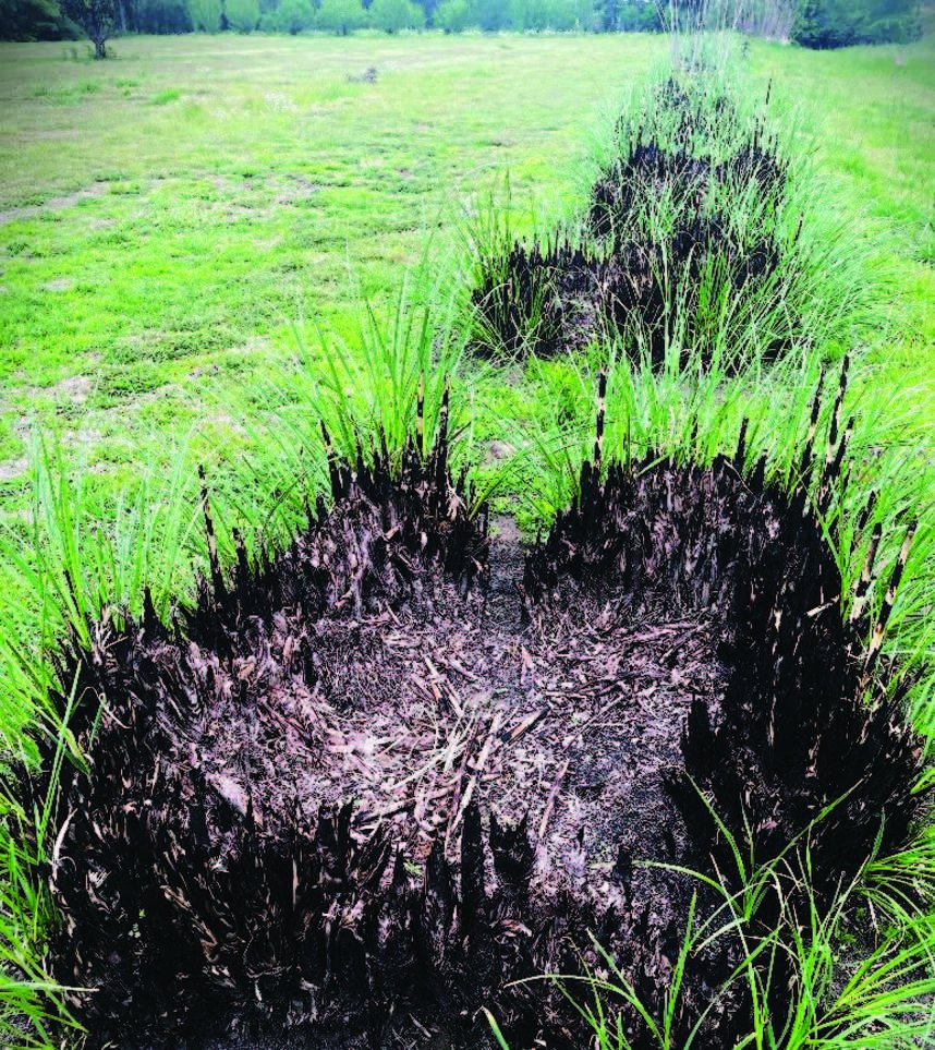 Rep. Becky Currie Honored by U.S. Senate for Role in Overturning Roe v. Wade