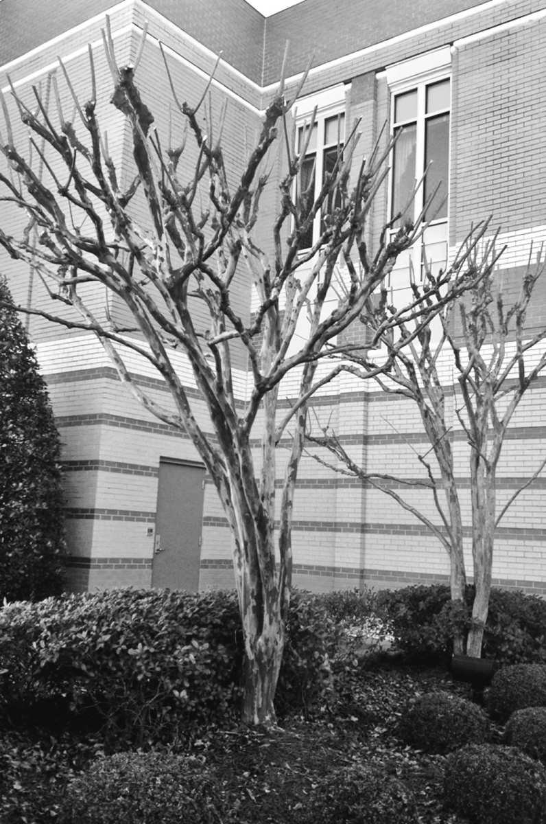 Felder's Pruning Truth