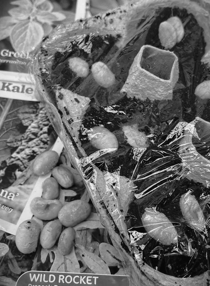 Seedling Starter Steps