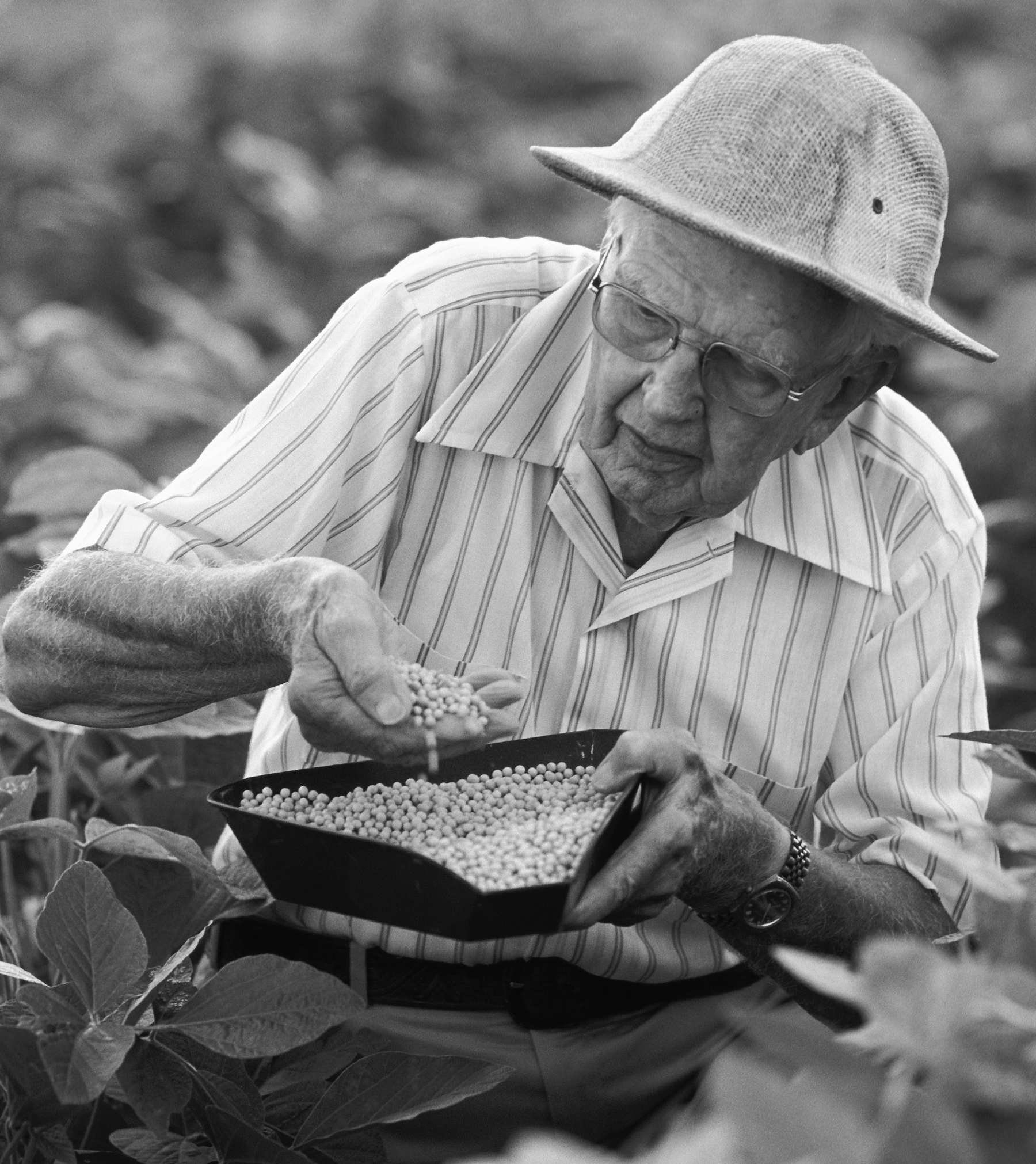 Stoneville's Scientific Roots Fuel America's Crop Success