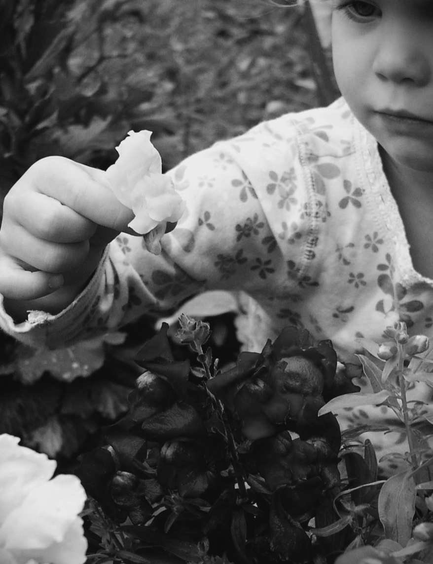 Felder's Snapdragons